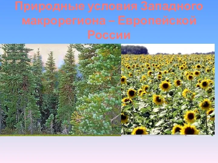 Природные условия Западного макрорегиона – Европейской России Природные условия очень благоприятны для