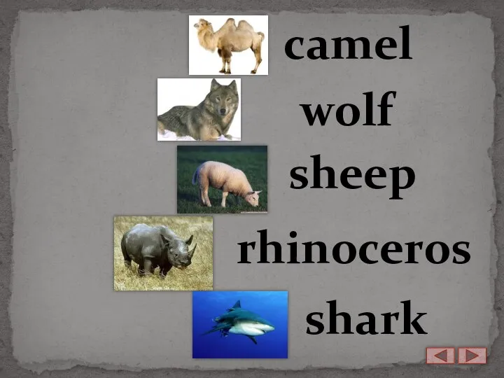 camel wolf sheep rhinoceros shark