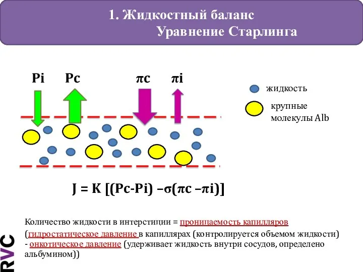 1. Жидкостный баланс Уравнение Старлинга J = K [(Pc-Pi) –σ(πc –πi)] Количество