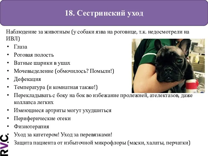 18. Сестринский уход Наблюдение за животным (у собаки язва на роговице, т.к.