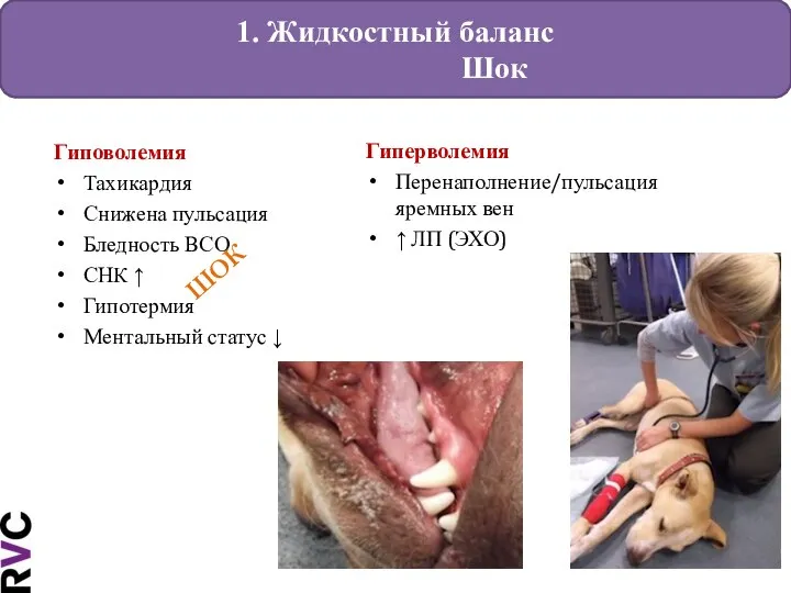 1. Жидкостный баланс Шок Гиповолемия Тахикардия Снижена пульсация Бледность ВСО СНК ↑