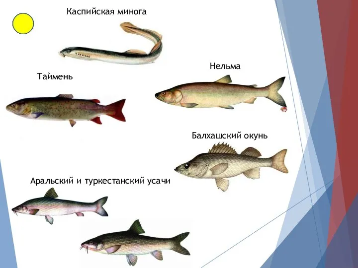 Каспийская минога Таймень Балхашский окунь Нельма Аральский и туркестанский усачи