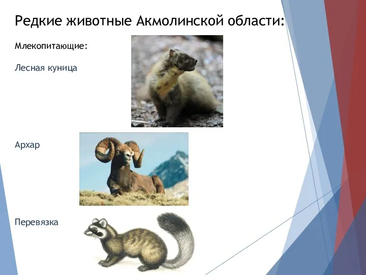 Редкие животные Акмолинской области: Млекопитающие: Лесная куница Архар Перевязка