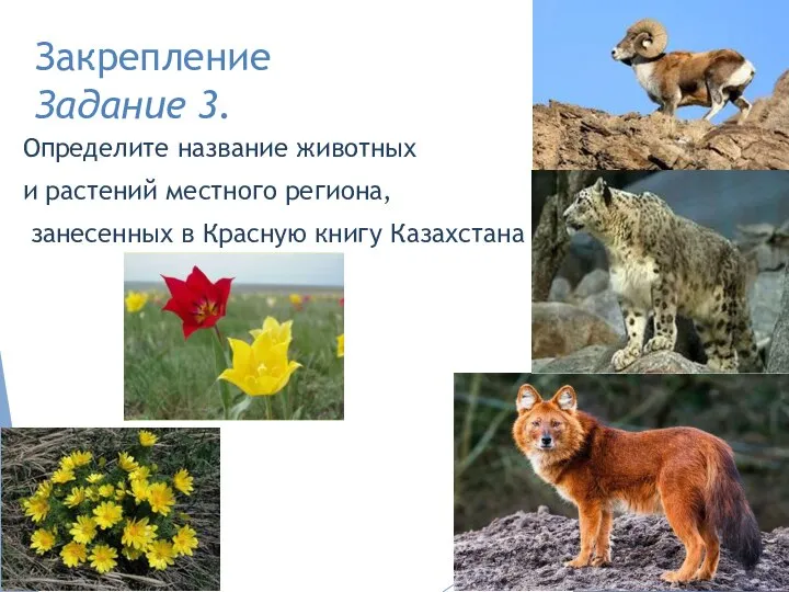 Закрепление Задание 3. Определите название животных и растений местного региона, занесенных в Красную книгу Казахстана
