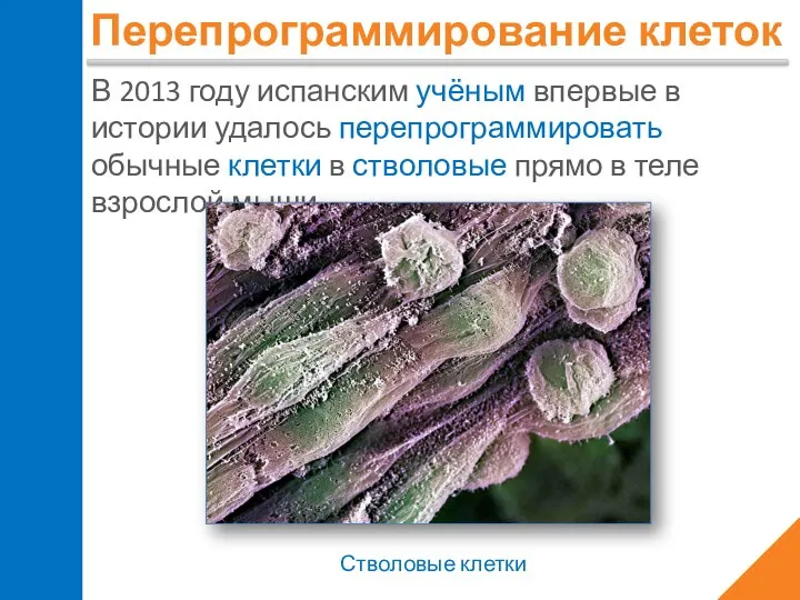 Перепрограммирование клеток В 2013 году испанским учёным впервые в истории удалось перепрограммировать