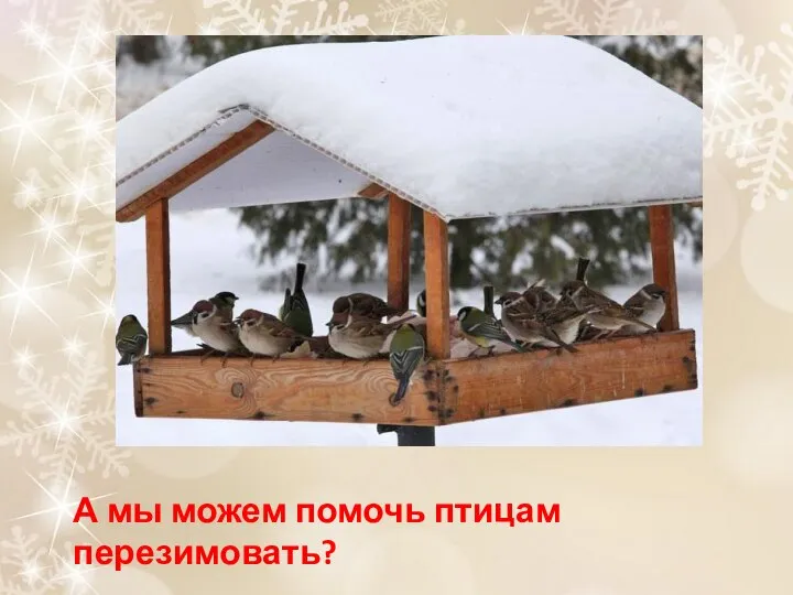 А мы можем помочь птицам перезимовать?