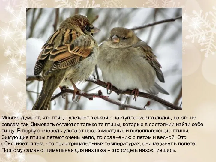 Многие думают, что птицы улетают в связи с наступлением холодов, но это