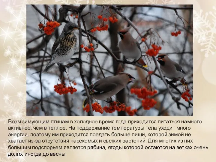 Всем зимующим птицам в холодное время года приходится питаться намного активнее, чем