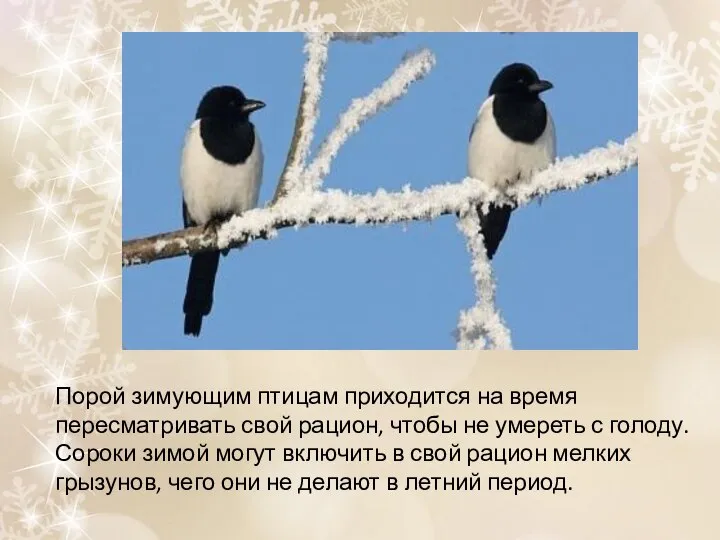 Порой зимующим птицам приходится на время пересматривать свой рацион, чтобы не умереть