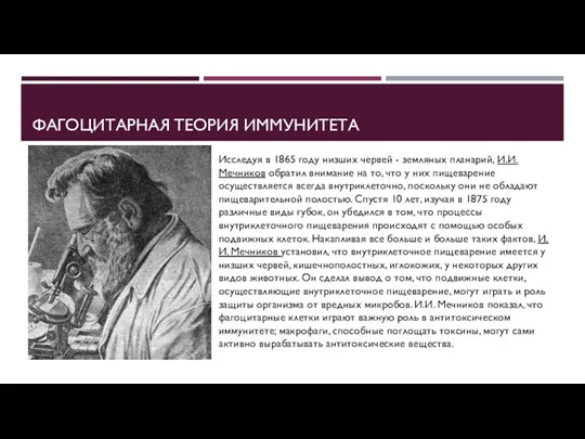 ФАГОЦИТАРНАЯ ТЕОРИЯ ИММУНИТЕТА Исследуя в 1865 году низших червей - земляных планарий,