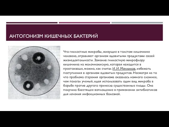 АНТОГОНИЗМ КИШЕЧНЫХ БАКТЕРИЙ Что гнилостные микробы, живущие в толстом кишечнике человека, отравляют