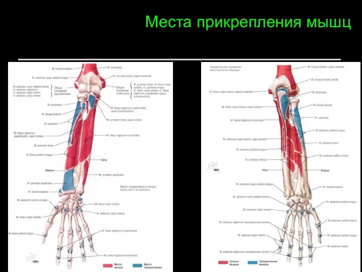 Места прикрепления мышц