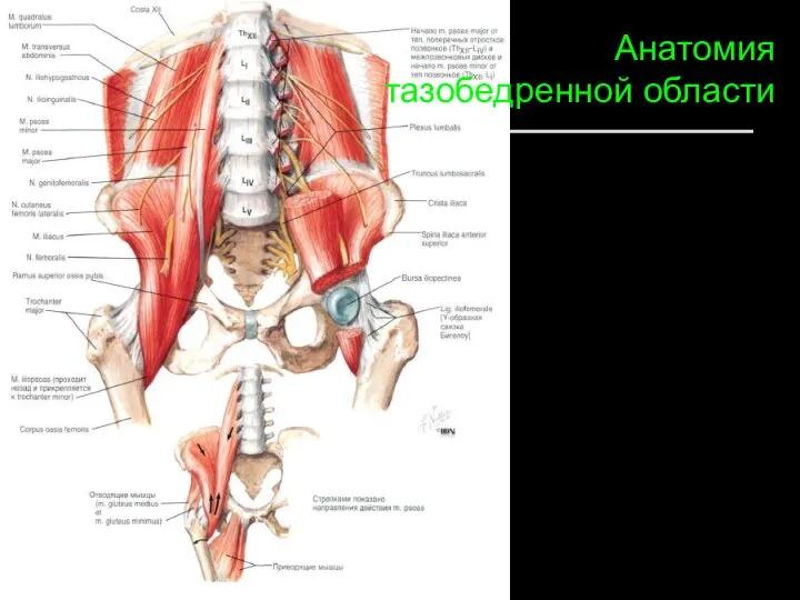 Анатомия тазобедренной области