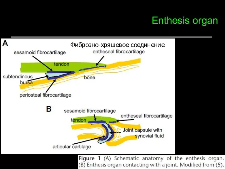 Enthesis organ Фиброзно-хрящевое соединение