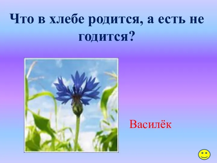 Что в хлебе родится, а есть не годится? Василёк