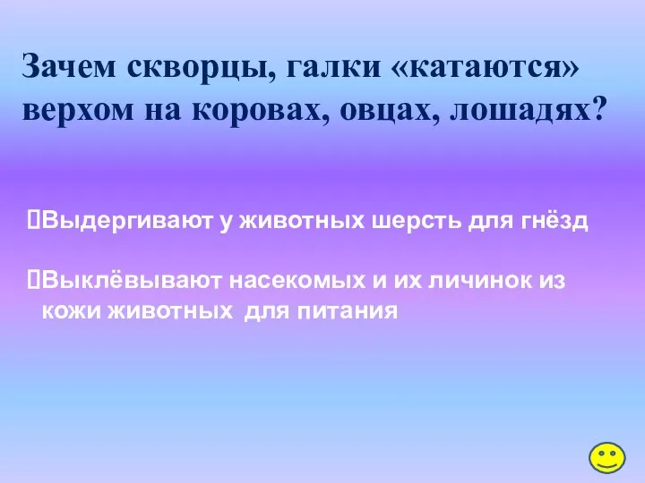 Зачем скворцы, галки «катаются» верхом на коровах, овцах, лошадях? Выдергивают у животных