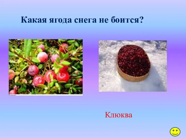 Какая ягода снега не боится? Клюква