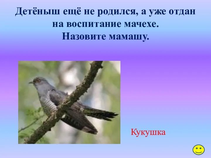 Детёныш ещё не родился, а уже отдан на воспитание мачехе. Назовите мамашу. Кукушка