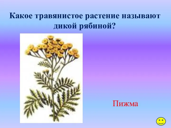 Какое травянистое растение называют дикой рябиной? Пижма