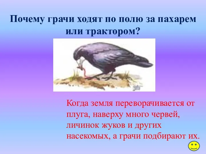 Почему грачи ходят по полю за пахарем или трактором? Когда земля переворачивается