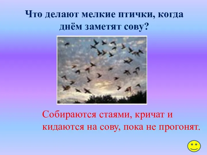 Что делают мелкие птички, когда днём заметят сову? Собираются стаями, кричат и