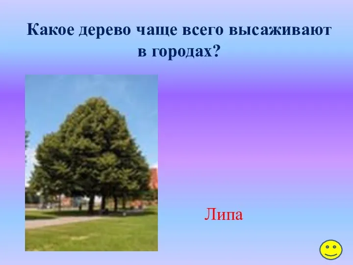 Какое дерево чаще всего высаживают в городах? Липа