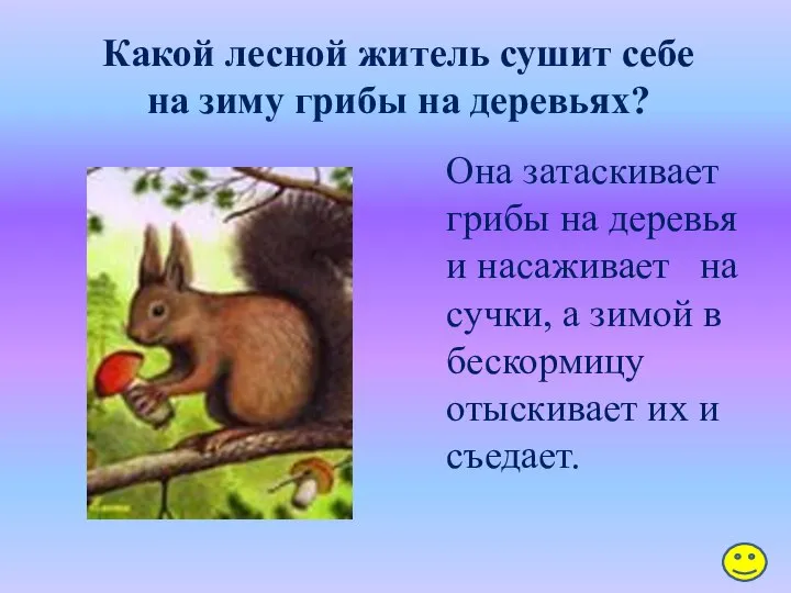 Какой лесной житель сушит себе на зиму грибы на деревьях? Она затаскивает