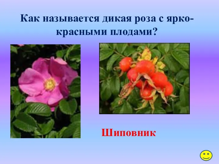 Как называется дикая роза с ярко-красными плодами? Шиповник