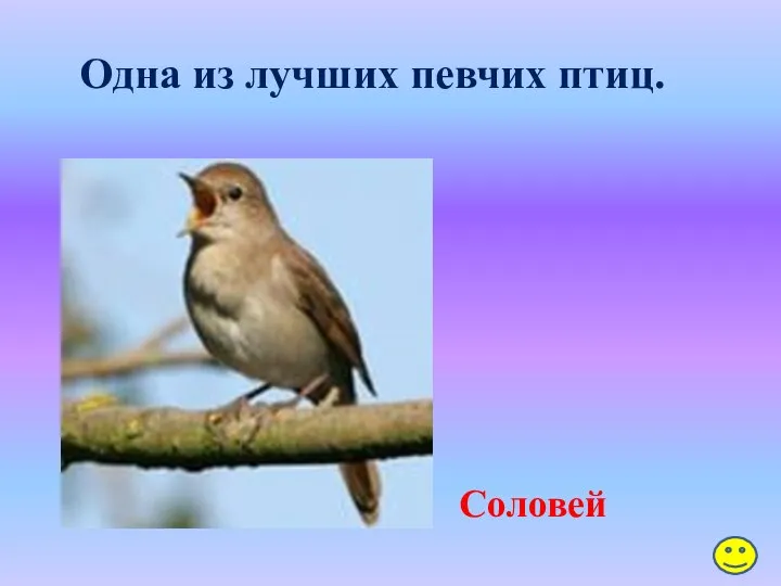 Одна из лучших певчих птиц. Соловей