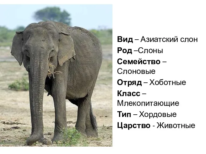 Вид – Азиатский слон Род –Слоны Семейство – Слоновые Отряд – Хоботные