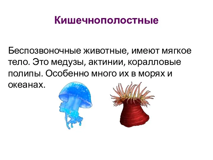 Кишечнополостные Беспозвоночные животные, имеют мягкое тело. Это медузы, актинии, коралловые полипы. Особенно
