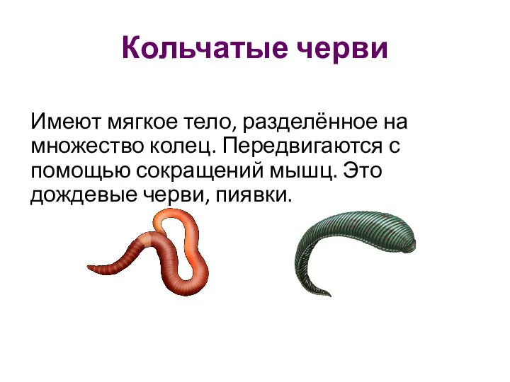 Кольчатые черви Имеют мягкое тело, разделённое на множество колец. Передвигаются с помощью