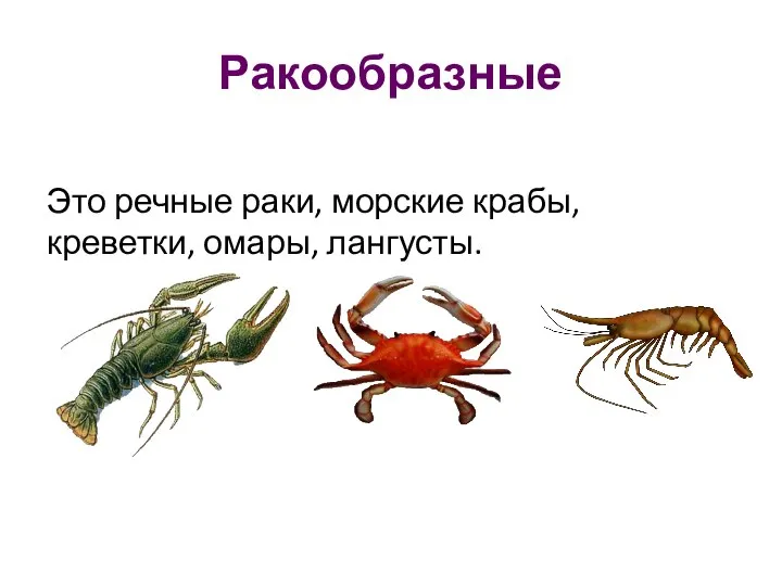 Ракообразные Это речные раки, морские крабы, креветки, омары, лангусты.