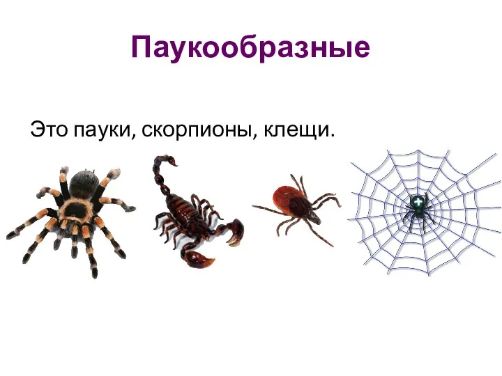 Паукообразные Это пауки, скорпионы, клещи.