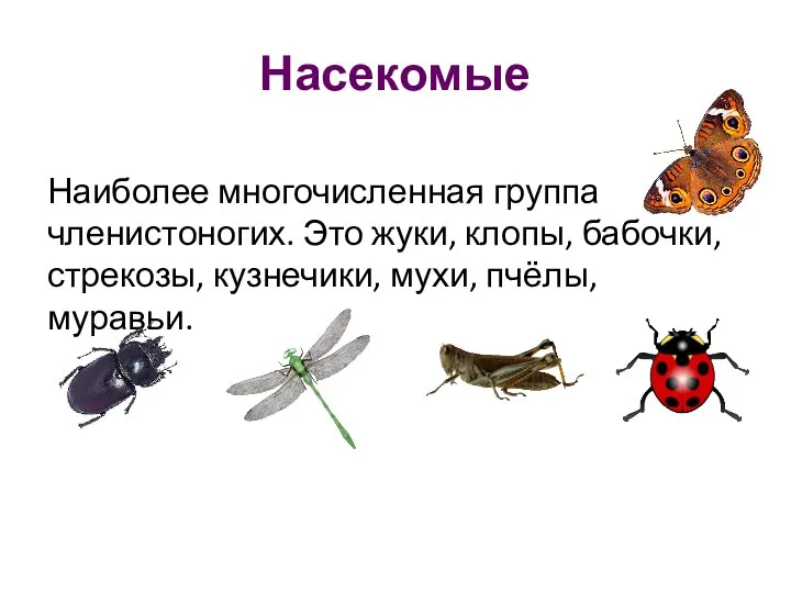 Насекомые Наиболее многочисленная группа членистоногих. Это жуки, клопы, бабочки, стрекозы, кузнечики, мухи, пчёлы, муравьи.
