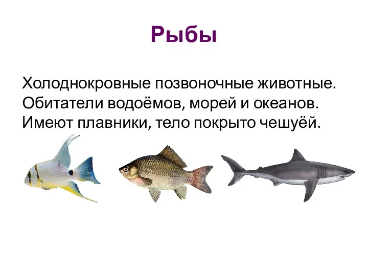 Рыбы Холоднокровные позвоночные животные. Обитатели водоёмов, морей и океанов. Имеют плавники, тело покрыто чешуёй.