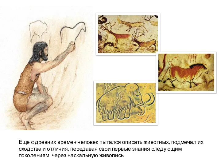 Еще с древних времен человек пытался описать животных, подмечал их сходства и