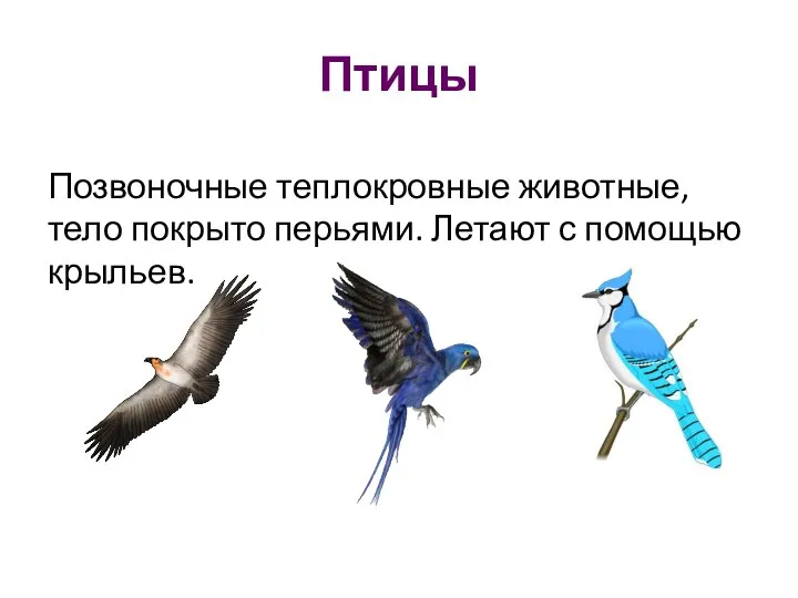 Птицы Позвоночные теплокровные животные, тело покрыто перьями. Летают с помощью крыльев.