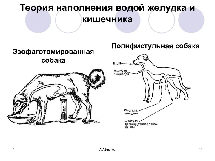 Теория наполнения водой желудка и кишечника Эзофаготомированная собака Полифистульная собака * А.А.Иванов