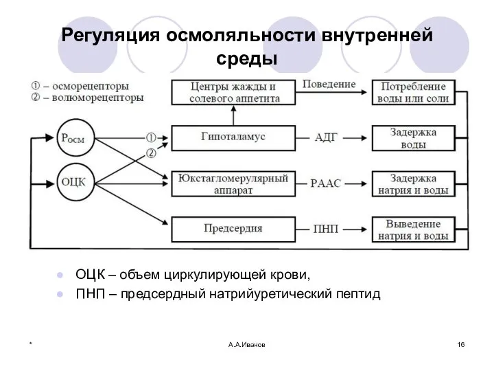 Регуляция осмоляльности внутренней среды ОЦК – объем циркулирующей крови, ПНП – предсердный натрийуретический пептид * А.А.Иванов