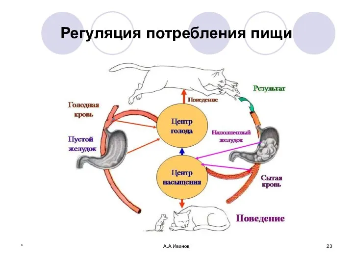 Регуляция потребления пищи * А.А.Иванов