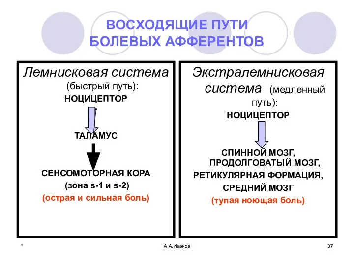 * А.А.Иванов ВОСХОДЯЩИЕ ПУТИ БОЛЕВЫХ АФФЕРЕНТОВ Лемнисковая система (быстрый путь): НОЦИЦЕПТОР ТАЛАМУС