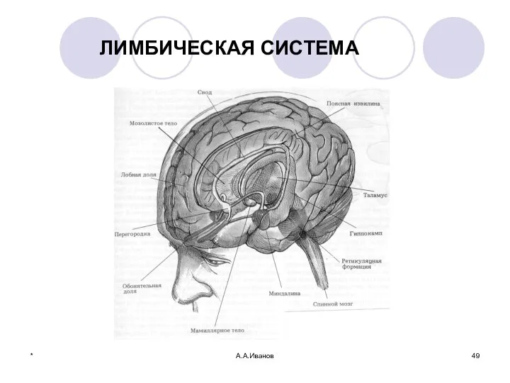 * А.А.Иванов ЛИМБИЧЕСКАЯ СИСТЕМА