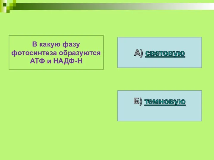 В какую фазу фотосинтеза образуются АТФ и НАДФ-Н