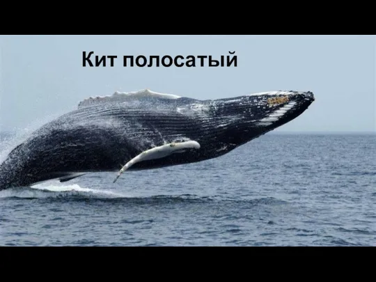 Кит полосатый