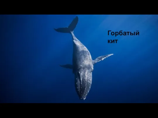 Горбатый кит