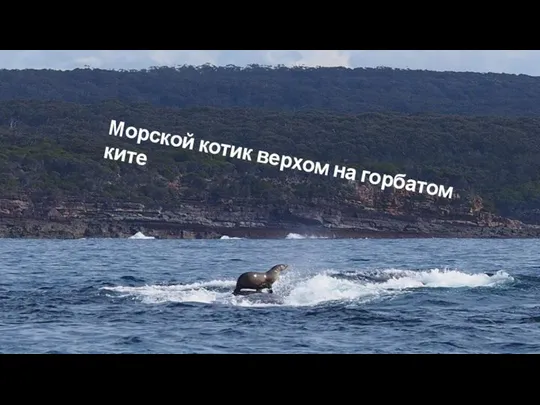 Морской котик верхом на горбатом ките