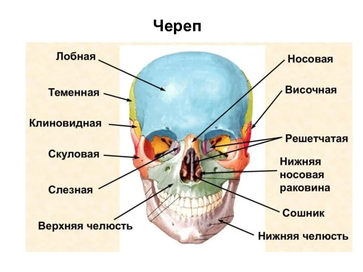 Череп