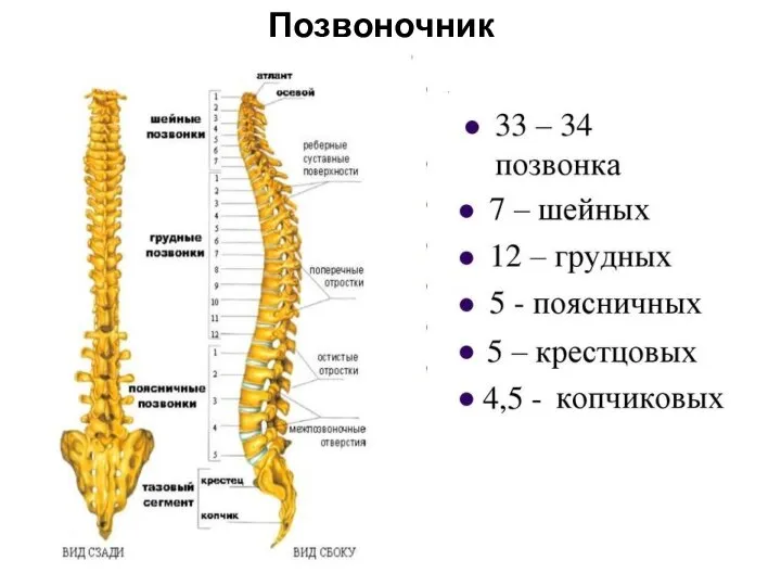 Позвоночник