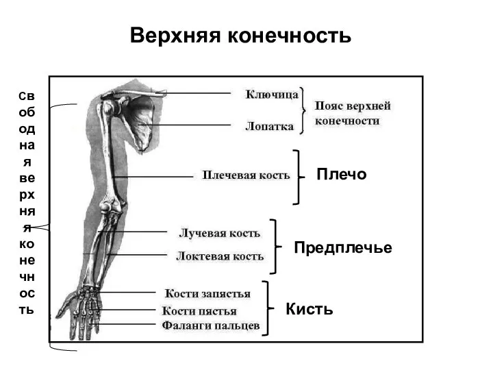 Верхняя конечность Плечо Предплечье Кисть Свободная верхняя конечность